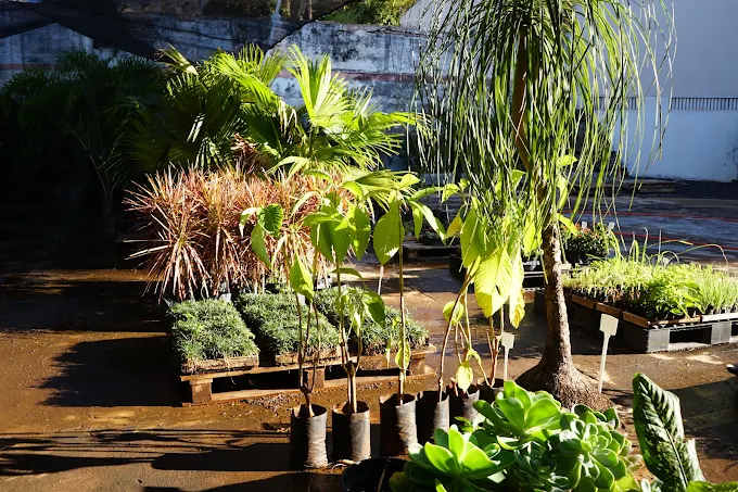Plantas ornamentais e mudas